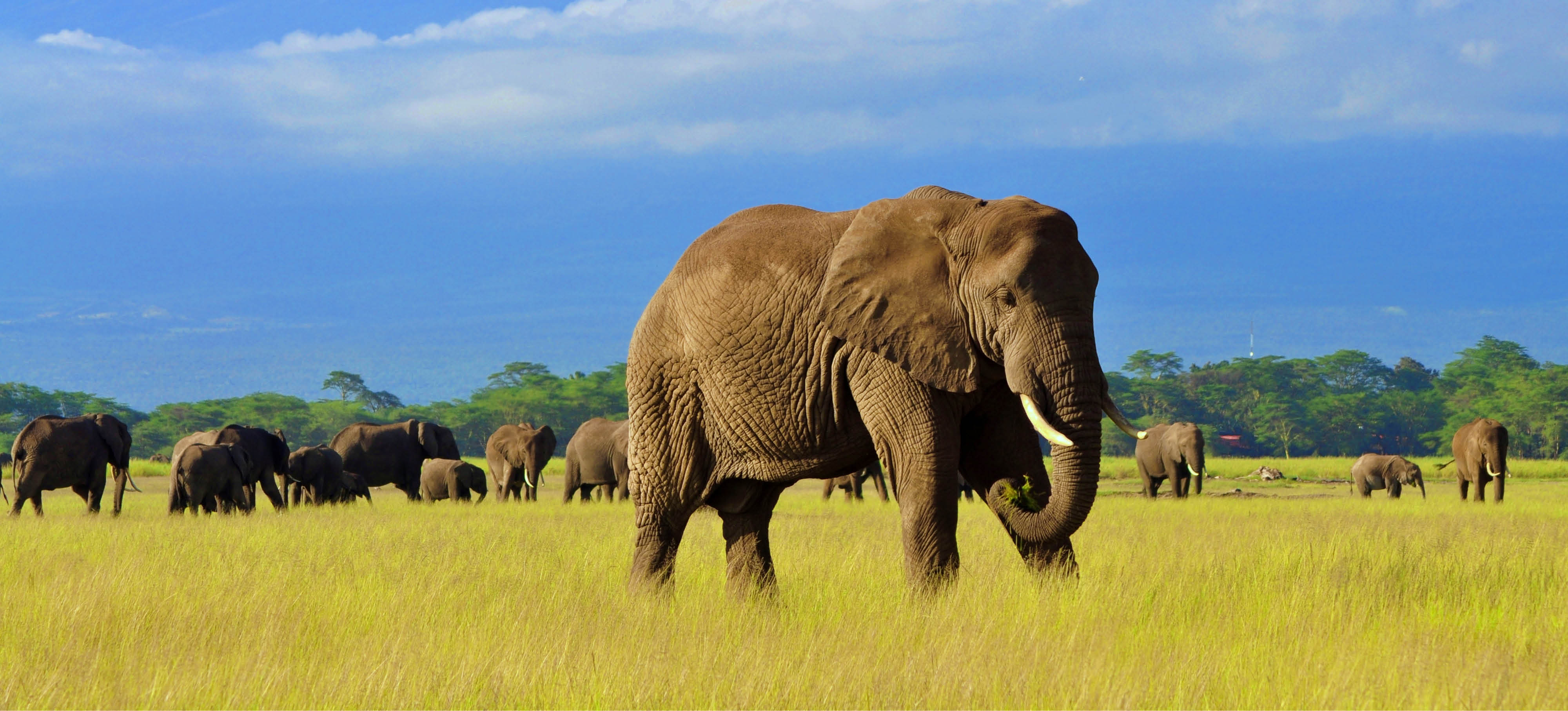 TANZANIA - ZANZIBAR (12 dni) - Tanzania Wielkie Safari i Zanzibar