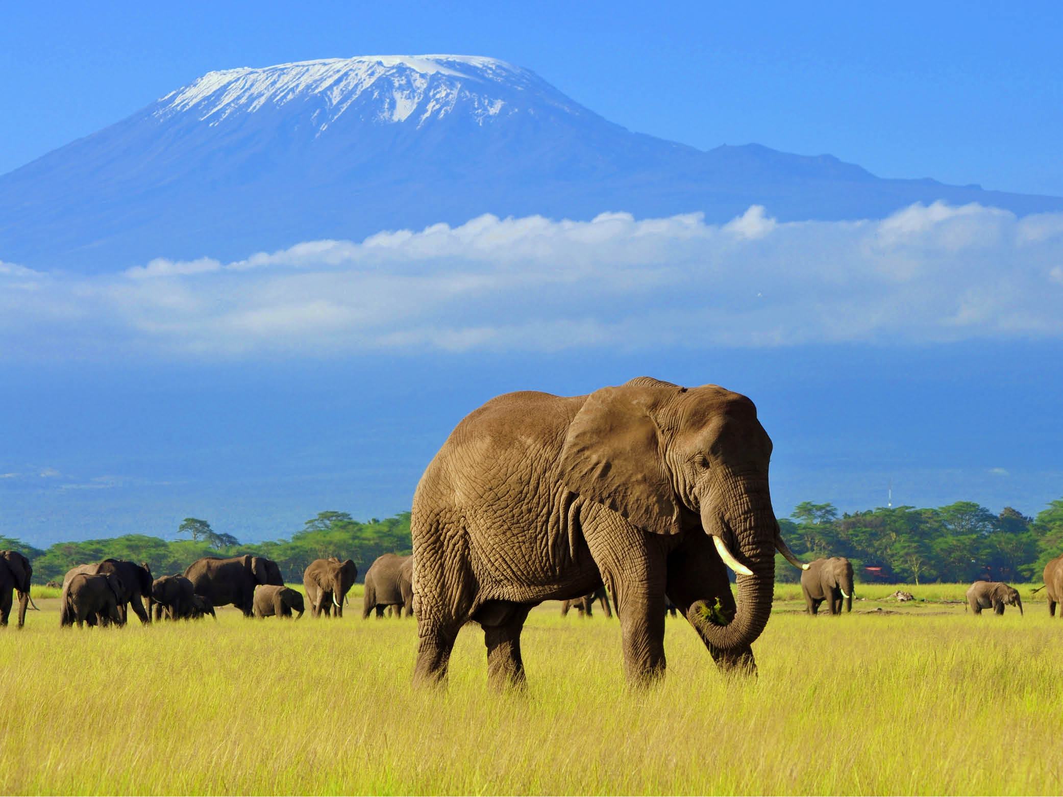 TANZANIA - ZANZIBAR (12 dni) - Tanzania Wielkie Safari i Zanzibar